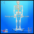 Medical anatomy skeleton(85CM) mini human skeletons